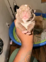 Lil mamas, a female American Bully for sale in El Reno, OK – 2 of 4