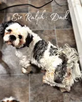 Jalapeño , a male Chihuahua and Shih Tzu for sale in Tolono, IL – 3 of 3