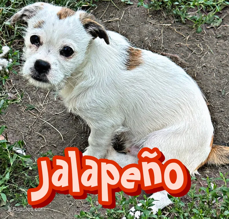Jalapeño  – Chihuahua, Shih Tzu puppy for sale in Tolono, IL