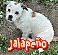 Jalapeño , a male Chihuahua and Shih Tzu for sale in Tolono, IL – 1 of 3