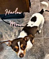 Habanero , a male Chihuahua and Shih Tzu for sale in Tolono, IL – 3 of 3