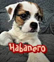 Habanero , a male Chihuahua and Shih Tzu for sale in Tolono, IL – 1 of 3