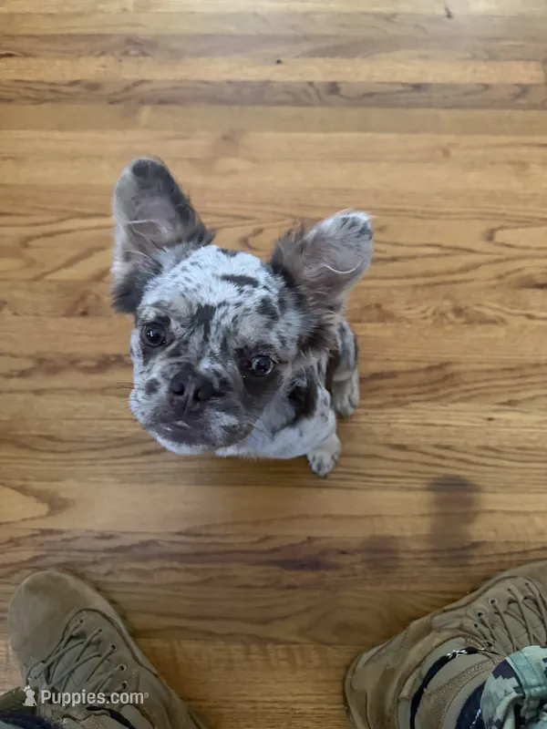Princess  – French Bulldog puppy for sale in Chula Vista, CA