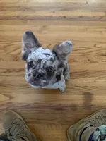 Princess , a female French Bulldog for sale in Chula Vista, CA – 1 of 4