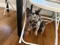 Princess , a female French Bulldog for sale in Chula Vista, CA – 2 of 4