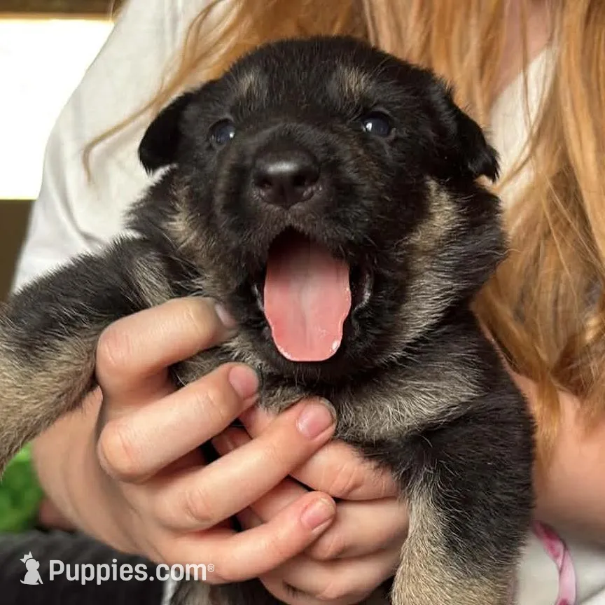 Female puppy – German Shepherd Dog puppy for sale in Royalton, IL
