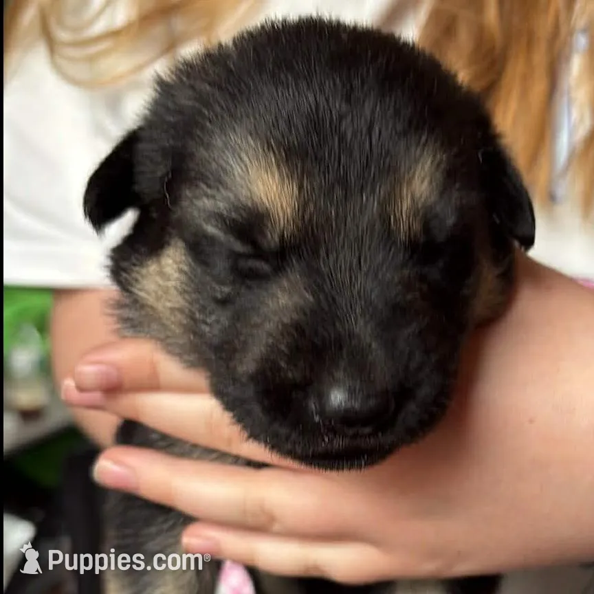 Female Puppy – German Shepherd Dog puppy for sale in Royalton, IL