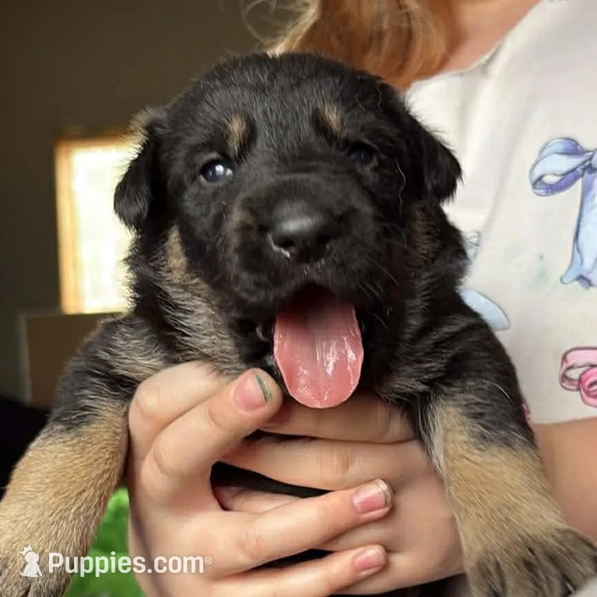 Female Puppy – German Shepherd Dog puppy for sale in Royalton, IL