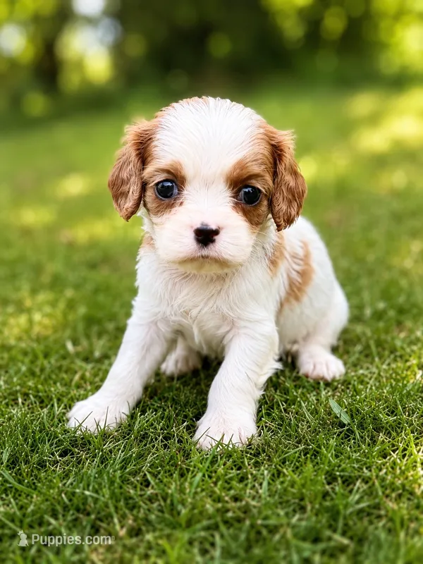 Bella – Cavalier King Charles Spaniel puppy for sale in Saint Francis, MN