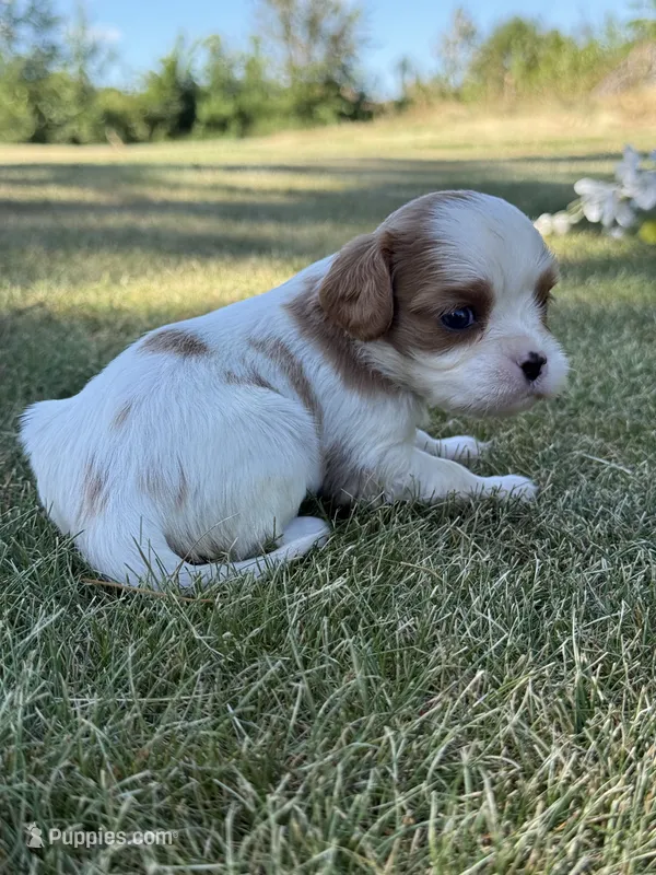Bella – Cavalier King Charles Spaniel puppy for sale in Saint Francis, MN