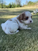 Bella, a female Cavalier King Charles Spaniel for sale in Saint Francis, MN – 1 of 3