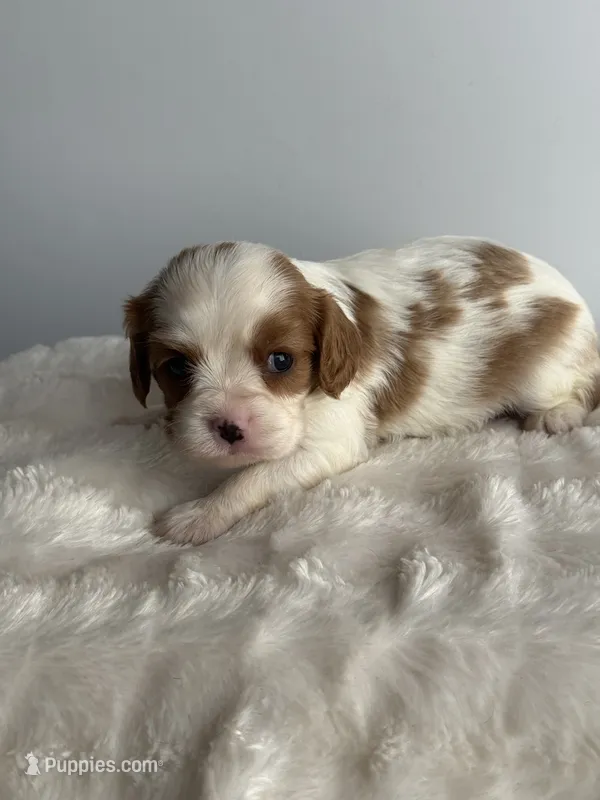 Teddy – Cavalier King Charles Spaniel puppy for sale in Saint Francis, MN