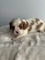 Teddy, a male Cavalier King Charles Spaniel for sale in Saint Francis, MN – 1 of 2