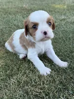 Hamlet, a male Cavalier King Charles Spaniel for sale in Saint Francis, MN – 2 of 5