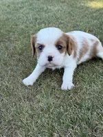 Hamlet, a male Cavalier King Charles Spaniel for sale in Saint Francis, MN – 5 of 5