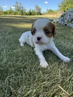 Bella, a female Cavalier King Charles Spaniel for sale in Saint Francis, MN – 2 of 3