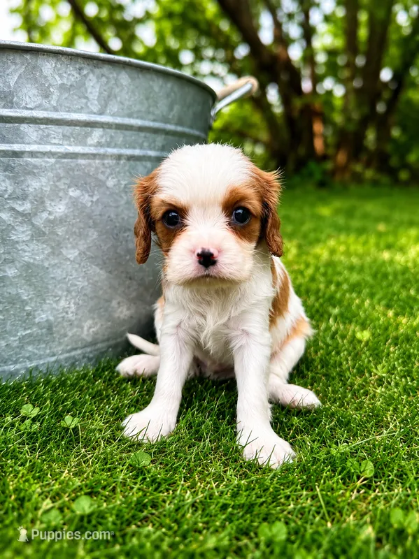 Hamlet – Cavalier King Charles Spaniel puppy for sale in Saint Francis, MN