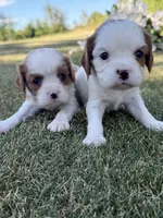 Hamilton , a male Cavalier King Charles Spaniel for sale in Saint Francis, MN – 5 of 5