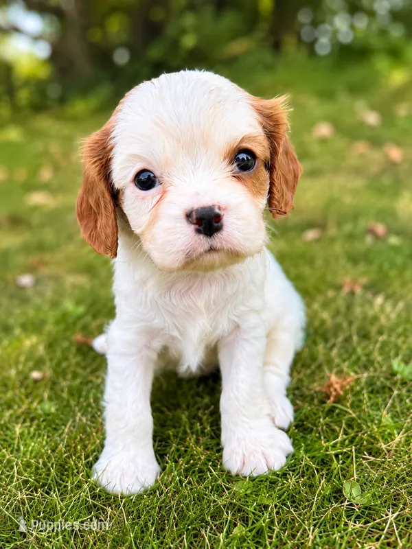 Hamilton – Cavalier King Charles Spaniel puppy for sale in Saint Francis, MN