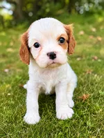 Hamilton, a male Cavalier King Charles Spaniel for sale in Saint Francis, MN – 1 of 1
