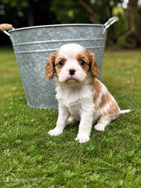 Teddy – Cavalier King Charles Spaniel puppy for sale in Saint Francis, MN