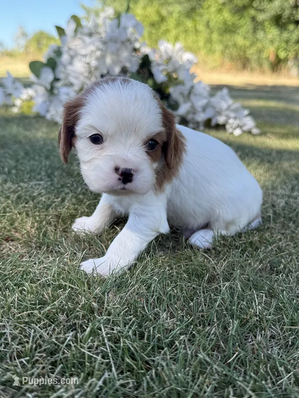 Hamilton  – Cavalier King Charles Spaniel puppy for sale in Saint Francis, MN