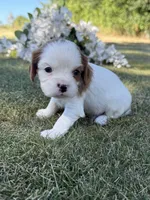 Hamilton , a male Cavalier King Charles Spaniel for sale in Saint Francis, MN – 1 of 5