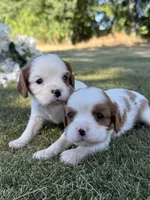Hamilton , a male Cavalier King Charles Spaniel for sale in Saint Francis, MN – 3 of 5