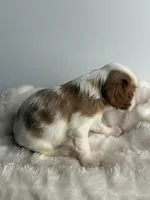 Hamlet, a male Cavalier King Charles Spaniel for sale in Saint Francis, MN – 4 of 5