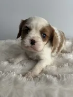 Hamlet, a male Cavalier King Charles Spaniel for sale in Saint Francis, MN – 3 of 5