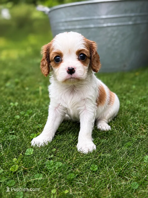 Ruby – Cavalier King Charles Spaniel puppy for sale in Saint Francis, MN