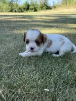 Bella, a female Cavalier King Charles Spaniel for sale in Saint Francis, MN – 3 of 3