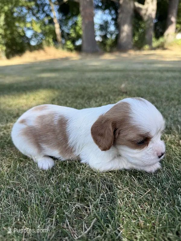 Ruby – Cavalier King Charles Spaniel puppy for sale in Saint Francis, MN