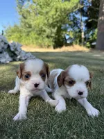 Ruby, a female Cavalier King Charles Spaniel for sale in Saint Francis, MN – 2 of 2
