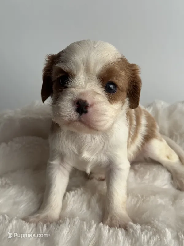 Hamlet – Cavalier King Charles Spaniel puppy for sale in Saint Francis, MN