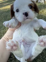 Hamilton , a male Cavalier King Charles Spaniel for sale in Saint Francis, MN – 4 of 5