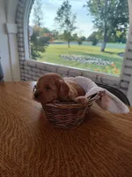 Orange , a male Miniature Goldendoodle for sale in Willows, CA – 3 of 3