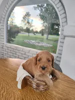 Brown , a male Miniature Goldendoodle for sale in Willows, CA – 3 of 4
