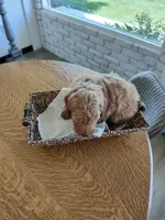 Brown , a male Goldendoodle and Miniature Goldendoodle for sale in Willows, CA – 4 of 8
