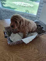 Black, a male Goldendoodle and Miniature Goldendoodle for sale in Willows, CA – 1 of 5