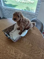 Grey, a male Goldendoodle and Miniature Goldendoodle for sale in Willows, CA – 2 of 5