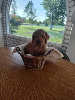 Black, a male Miniature Goldendoodle for sale in Willows, CA – 3 of 3