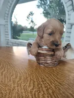 Brown , a male Miniature Goldendoodle for sale in Willows, CA – 4 of 4