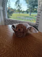 Orange , a male Miniature Goldendoodle for sale in Willows, CA – 2 of 3