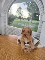 Brown , a male Miniature Goldendoodle for sale in Willows, CA – 1 of 4