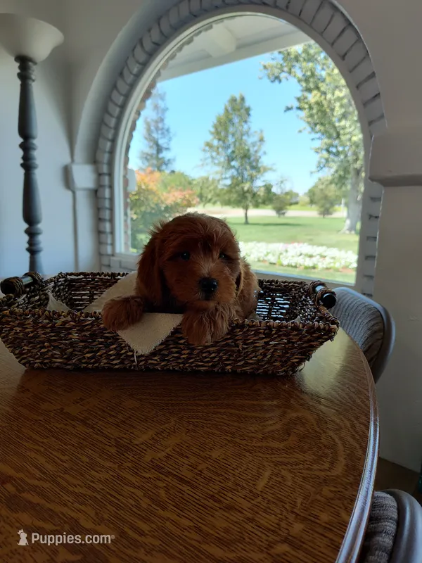 Red – Miniature Goldendoodle puppy for sale in Willows, CA