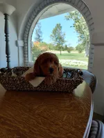Red, a male Goldendoodle and Miniature Goldendoodle for sale in Willows, CA – 1 of 6