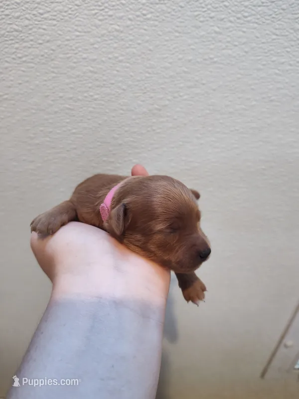 Pink – Miniature Goldendoodle puppy for sale in Willows, CA