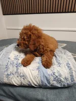 Black, a male Goldendoodle and Miniature Goldendoodle for sale in Willows, CA – 5 of 10