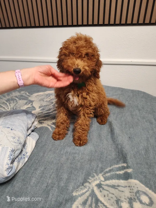 Green – Goldendoodle, Miniature Goldendoodle puppy for sale in Willows, CA